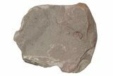 Ordivician Trilobite (Declivolithus) Fossil (Pos/Neg) - Morocco #218771-4